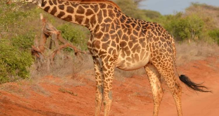 Safari de 3 jours et 2 nuits à Ol Pejeta Conservancy depuis Nairobi avec prise en charge gratuite à l'aéroport. - Perfect Wilderness Tours And Safaris 6