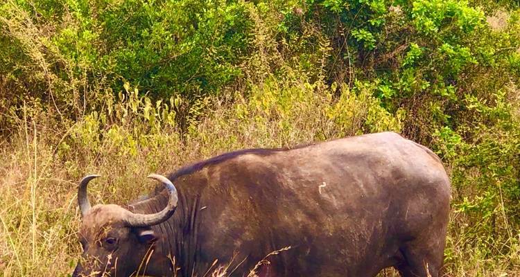 Safari de 3 jours et 2 nuits à Ol Pejeta Conservancy depuis Nairobi avec prise en charge gratuite à l'aéroport. - Perfect Wilderness Tours And Safaris 8