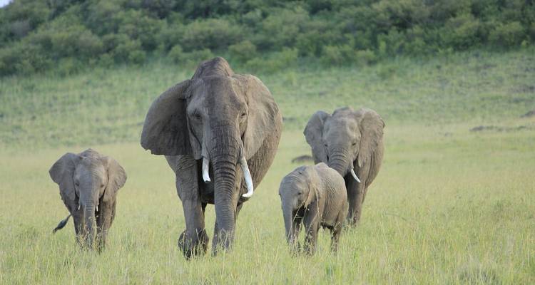 Safari privé au Kenya et en Tanzanie avec hébergement gratuit pour la première nuit à l'hôtel After 40 de Nairobi et prise en charge gratuite à l'aéroport - 8 jours/7 nuits - Perfect Wilderness Tours And Safaris 8