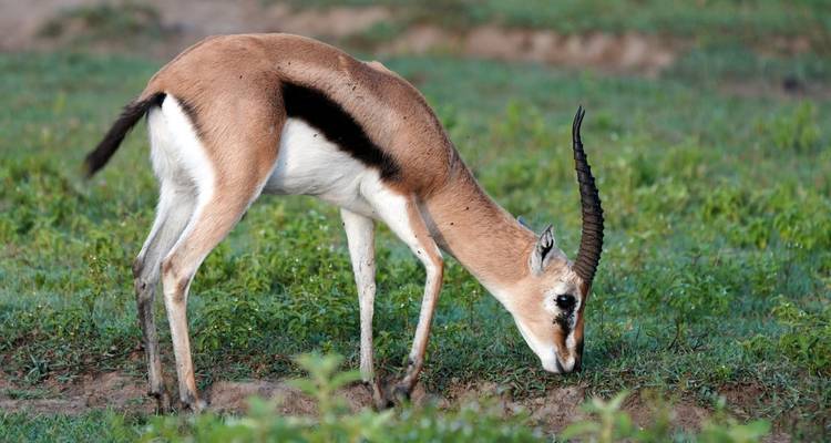 7 jours et 6 nuits de safari au Masai Mara, au lac Nakuru, au lac Naivasha et à Amboseli, avec une première nuit gratuite à l'hôtel After 40 de Nairobi. - Perfect Wilderness Tours And Safaris 8