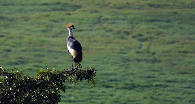 10 Days, 9 Nights Kenya Birding and Photography Experience In Masai Mara, Lake Naivasha, Lake Bogoria, Tsavo East And Amboseli with complimentary first night accommodation at Raha Suites Hotel. - Perfect Wilderness Tours And Safaris 4