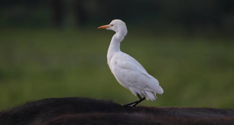 10 Days, 9 Nights Kenya Birding and Photography Experience In Masai Mara, Lake Naivasha, Lake Bogoria, Tsavo East And Amboseli with complimentary first night accommodation at Raha Suites Hotel. - Perfect Wilderness Tours And Safaris 6