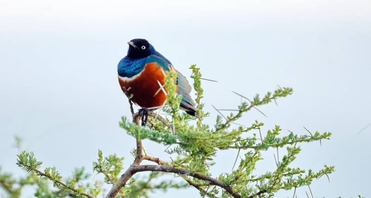 10 Days, 9 Nights Kenya Birding and Photography Experience In Masai Mara, Lake Naivasha, Lake Bogoria, Tsavo East And Amboseli with complimentary first night accommodation at Raha Suites Hotel. - Perfect Wilderness Tours And Safaris 8