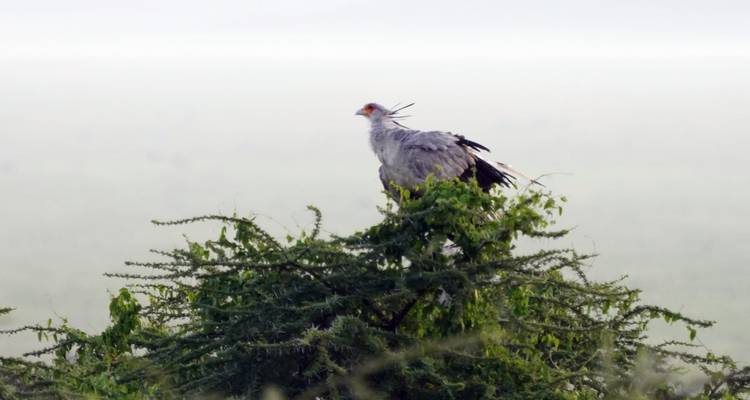 10 Days, 9 Nights Kenya Birding and Photography Experience In Masai Mara, Lake Naivasha, Lake Bogoria, Tsavo East And Amboseli with complimentary first night accommodation at Raha Suites Hotel. - Perfect Wilderness Tours And Safaris 10