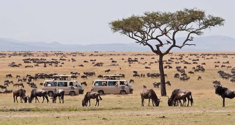 Gnoewoestrek met safariauto's in de savanne.