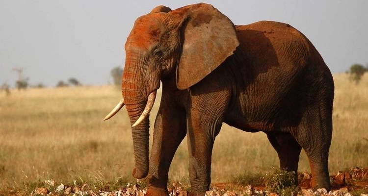 Safari de 4 días en Masai Mara y lago Nakuru en campamento económico - Gracepatt Ecotours Kenya 2