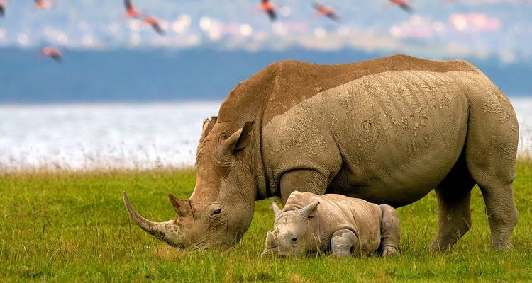 5 Days Masai Mara, Lake Nakuru & Lake Naivasha Group Joining Camping Safari - Gracepatt Ecotours Kenya 8