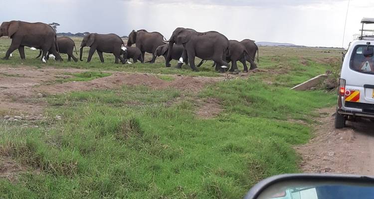 Elephant herd crossing a dirt road.