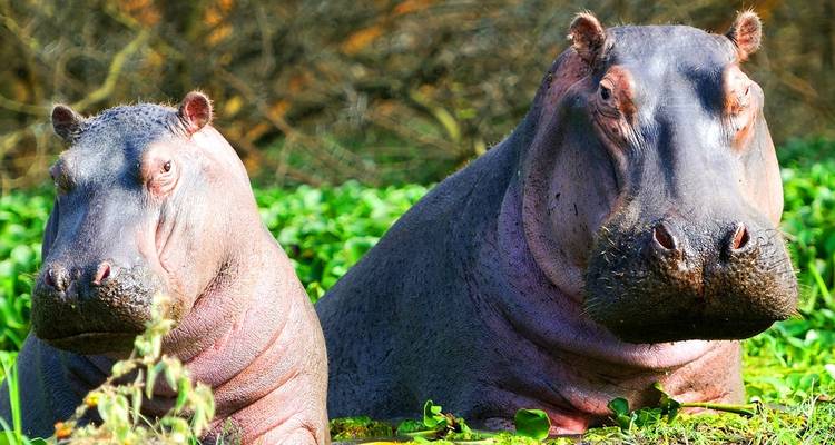 5 Days Masai Mara, Lake Nakuru & Lake Naivasha Group Joining Camping Safari - Gracepatt Ecotours Kenya 9