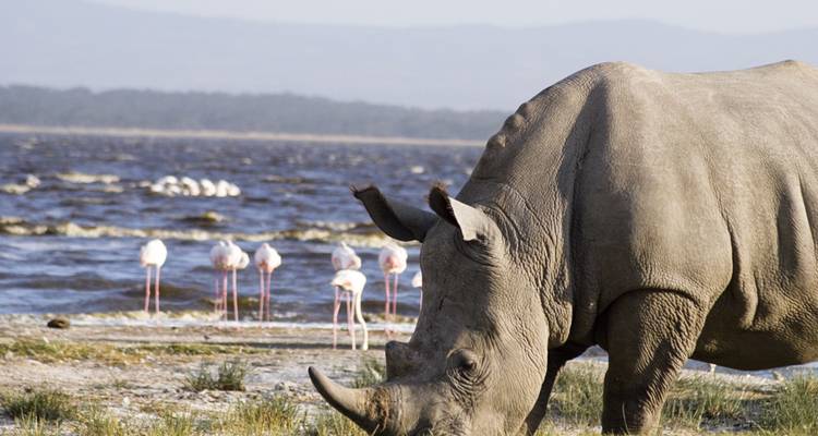 A rhinoceros near a lake with flamingos in the background.