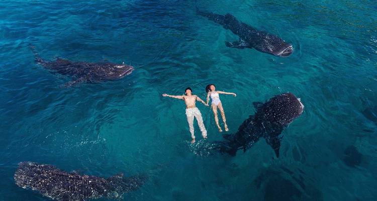 Oslob Whale Shark Watching, Tumalog Falls and Kawasan Canyoneering with Island Hopping (without accommodation) - Mcrich Travel and Tours 2