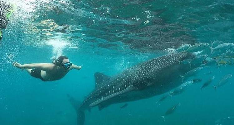 Oslob Whale Shark Watching, Tumalog Falls and Kawasan Canyoneering with Island Hopping (without accommodation) - Mcrich Travel and Tours 1
