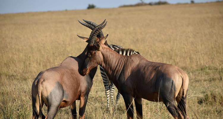 Zwei Kuhantilopen stehen auf einem Feld mit einem Zebra im Hintergrund.