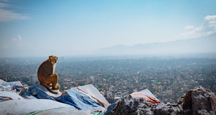Monkey perched on a pile of rocks overlooking a city.
