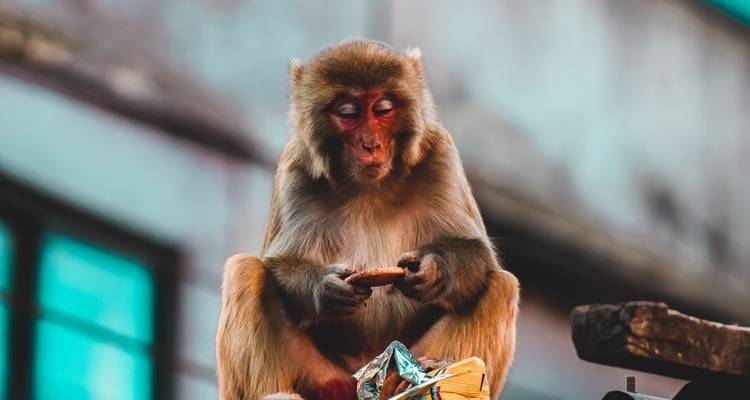 Monkey sitting and eating with a blurred background.