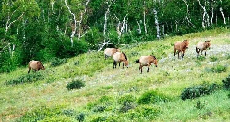 Xandu Central Mongolian Highlights - Xanadu Travel Mongolia 7