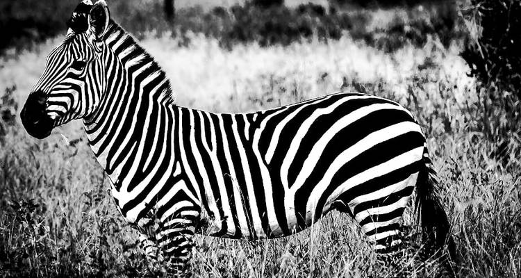 Safari de los Cinco Grandes en Tanzania-6Días - Lights on Africa Destinations & Safaris 8