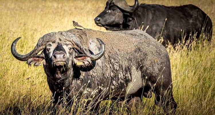 Safari de los Cinco Grandes en Tanzania-6Días - Lights on Africa Destinations & Safaris 7