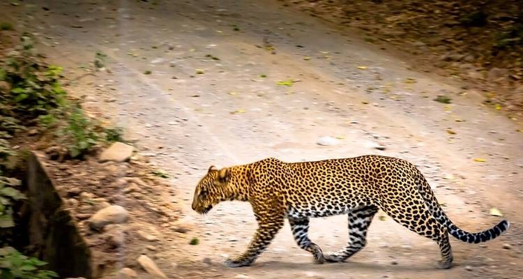 Safari de los Cinco Grandes en Tanzania-6Días - Lights on Africa Destinations & Safaris 6
