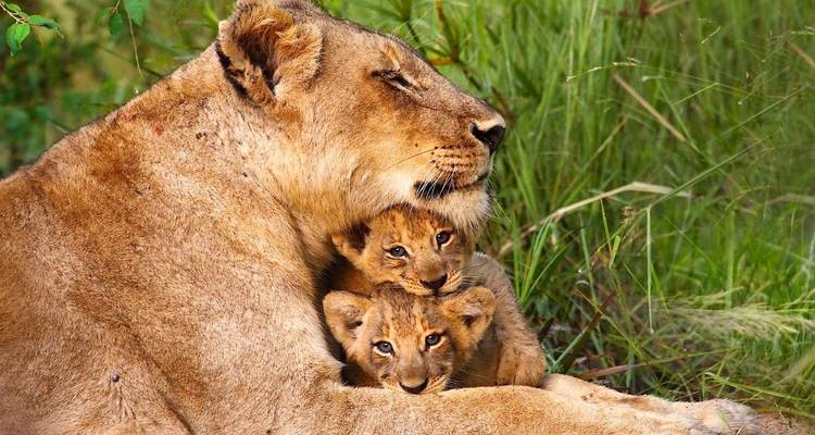 Safari de los Cinco Grandes en Tanzania-6Días - Lights on Africa Destinations & Safaris 2