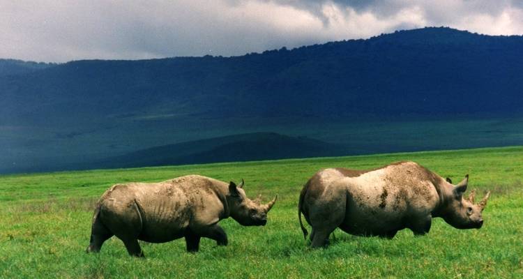 Safari de los Cinco Grandes en Tanzania-6Días - Lights on Africa Destinations & Safaris 3