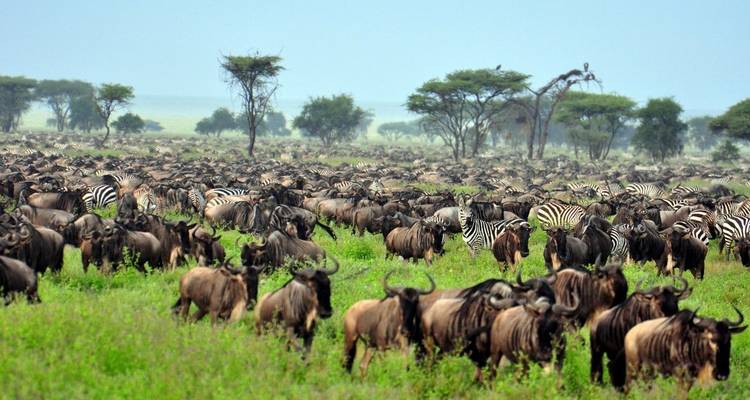 La gran migración de ñus del Serengeti Travesía del río Mara - Lights on Africa Destinations & Safaris 2