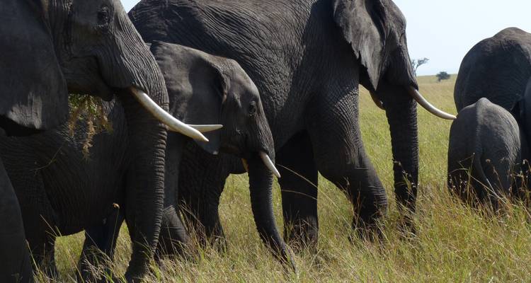 La gran migración de ñus del Serengeti Travesía del río Mara - Lights on Africa Destinations & Safaris 6
