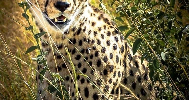 La gran migración de ñus del Serengeti Travesía del río Mara - Lights on Africa Destinations & Safaris 7