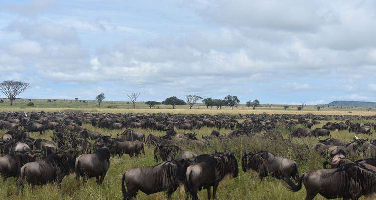 La gran migración de ñus del Serengeti Travesía del río Mara - Lights on Africa Destinations & Safaris 10