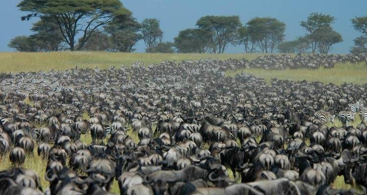 La gran migración de ñus del Serengeti Travesía del río Mara - Lights on Africa Destinations & Safaris 1