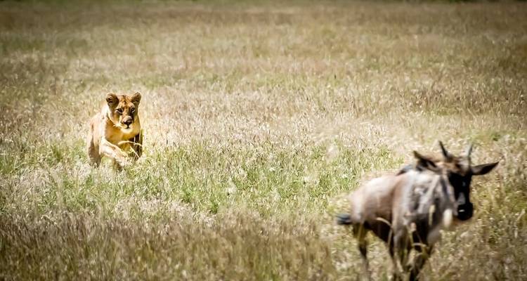 La gran migración de ñus del Serengeti Travesía del río Mara - Lights on Africa Destinations & Safaris 3