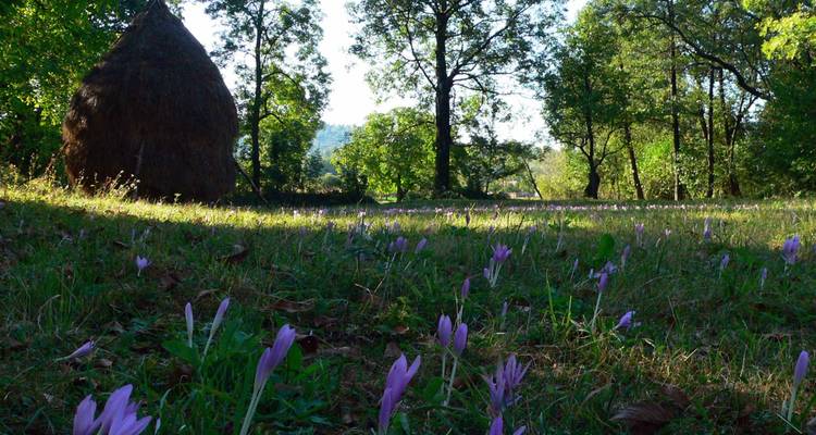 Feld mit Blumen und einem Heuhaufen, umgeben von Bäumen.