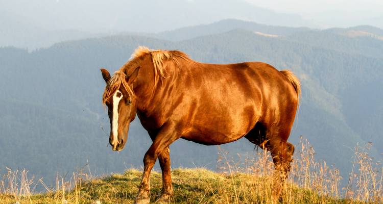 Ein braunes Pferd, das auf einem grasbewachsenen Hügel vor einer bergigen Kulisse steht.