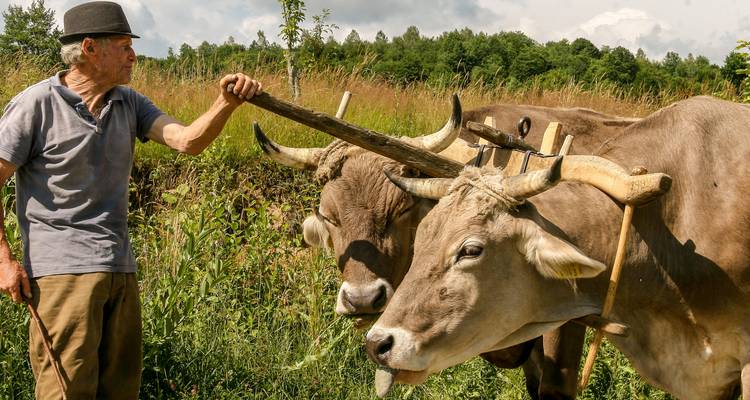 Man with cattle plowing in a grassy field.