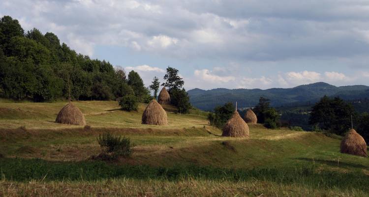Grassland with haystacks and trees under a cloudy sky.
