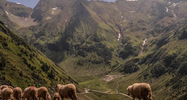 Sheep grazing on a mountainous landscape.
