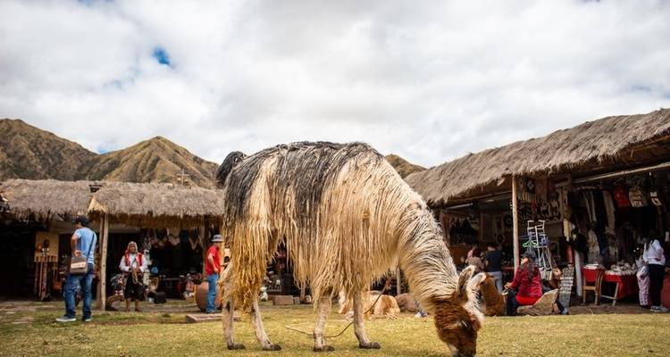 Explorateur de l'Amérique du Sud (Train pour le Machu Picchu) - Contiki 4
