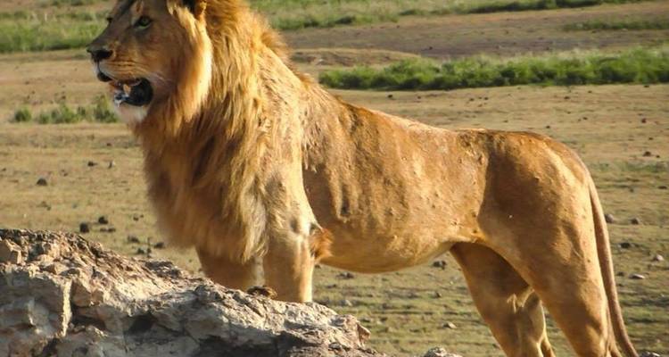 3 Days Safari to Tarangire, Lake Manyara and Ngorongoro Crater - Lights on Africa Destinations & Safaris 6