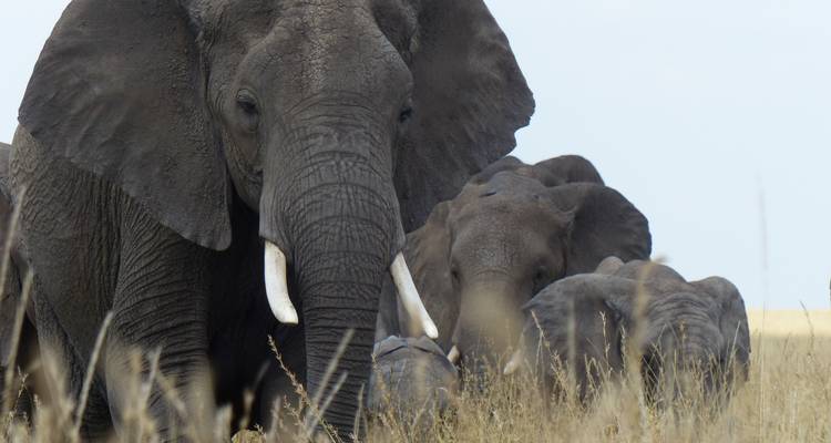 3 Days Safari to Tarangire, Lake Manyara and Ngorongoro Crater - Lights on Africa Destinations & Safaris 3