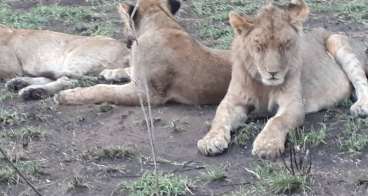 6 Days camping tour in Tanzania's northern circuit best wildlife parks - Safari Soles tours 4