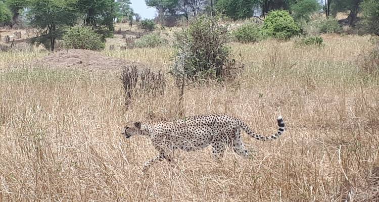 A cheetah walking through tall grass in an open field.