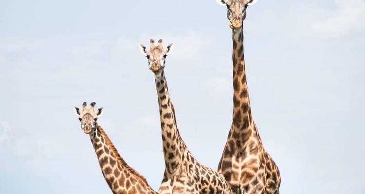 Three giraffes standing with a clear blue sky.