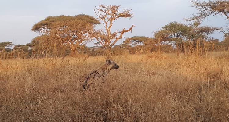A hyena sitting in tall grass with sparse trees around.