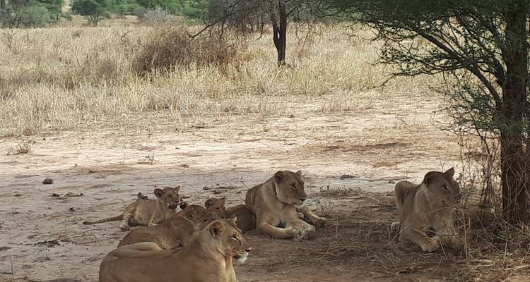 A pride of lions resting under a tree in a dry savannah.