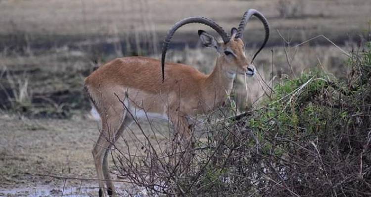 Single antelope standing by a bush.