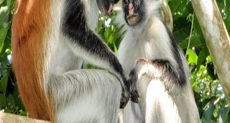 7 Days in Zanzibar Beach - Zanzibar View Tours And Safaris 10