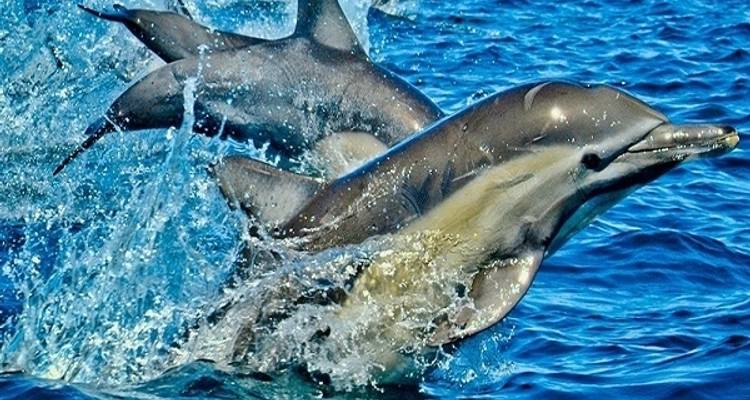 7 jours à la plage de Zanzibar - Zanzibar View Tours And Safaris 10