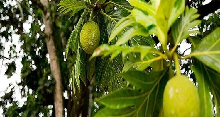 7 Days in Zanzibar Beach - Zanzibar View Tours And Safaris 9