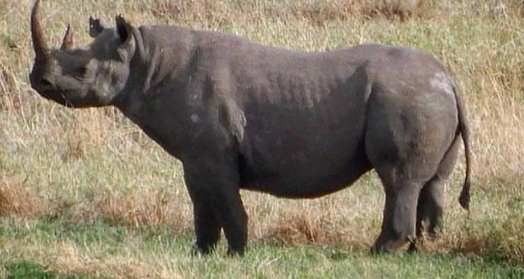 A black rhinoceros standing in a grassy area.