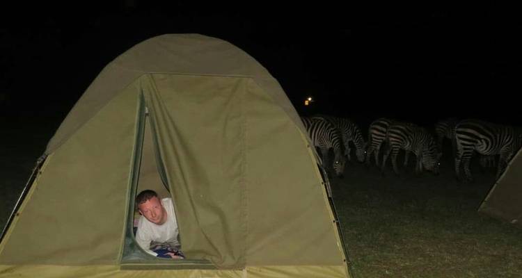 Person peeking out of a tent at night with zebras nearby.